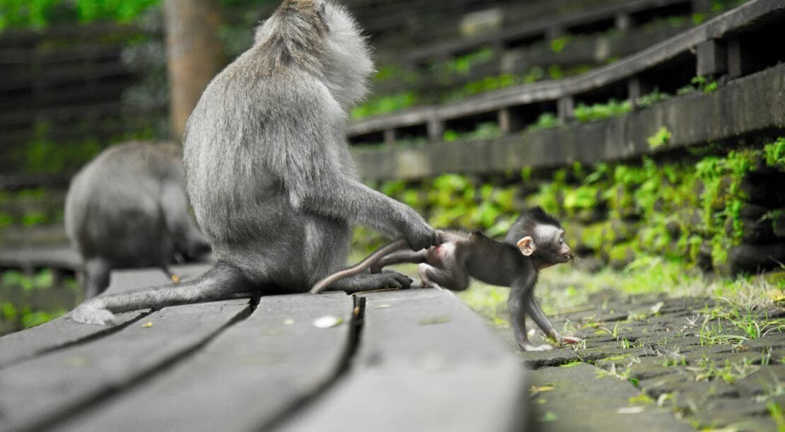 Les Comedy Wildlife Photography Awards