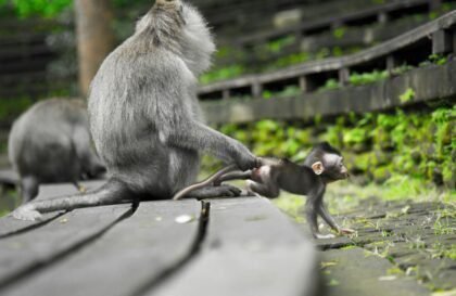 Les Comedy Wildlife Photography Awards