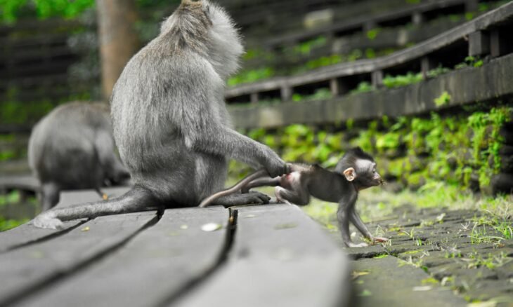 Les Comedy Wildlife Photography Awards