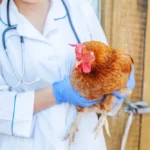 emploi togo vétérinaire