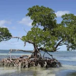 Prix de la résilience climatique pour les entreprises