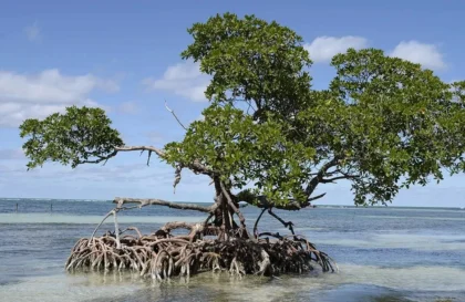 Prix de la résilience climatique pour les entreprises