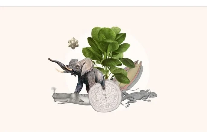 Appel à candidatures BID 2025